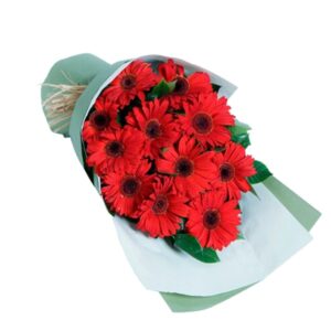 red gerbera